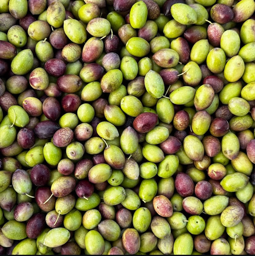 Gaia Pearls Turuncu Seri - Erken Hasat Soğuk Sıkım Natürel Sızma Zeytinyağı