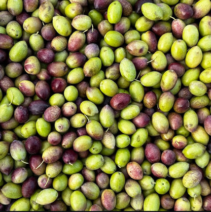 Gaia Pearls Turuncu Seri - Erken Hasat Soğuk Sıkım Natürel Sızma Zeytinyağı