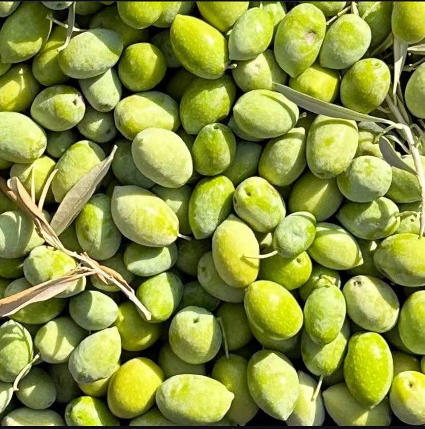 Gaia Pearls Hediyelik -Yeşil Seri   Erken Hasat Soğuk Sıkım 3x100ml