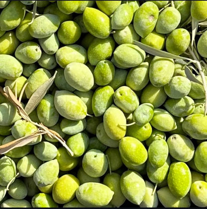 Gaia Pearls Hediyelik -Yeşil Seri   Erken Hasat Soğuk Sıkım 3x100ml