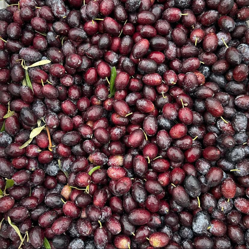 Gaia Pearls Mor Seri - Olgun Hasat Soğuk Sıkım Natürel Sızma Zeytinyağı 3 Lt