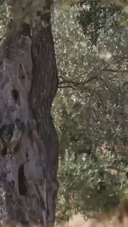 Gaia Pearls Hediyelik -Yeşil Seri   Erken Hasat Soğuk Sıkım 3x100ml